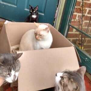 Mystery Box (Cats Not Included)